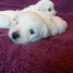 chiots-westie-west-highland-white-terrier