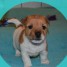 chiot-jack-russell-terrier-a-poils-durs