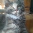 chatons-maine-coon-loof-1-femelle-et-2-males