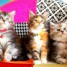 superbes-chatons-maine-coon-loof