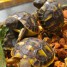 a-donner-tortues-de-terre-juveniles