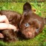 chiot-chihuahua-chocolat-poils-longs-yeux-bleus