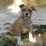 chiot-american-staff-disponible