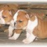 magnifique-chiots-bulldog-anglais-pour-adoption