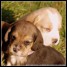 chiots-beagle-contre-bon-soin-sans-regret