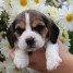 chiots-beagle-a-totalement-contre-bon-soin