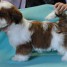 magnifique-chiot-shih-tzu-a-donner