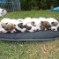 superbes-chiots-jack-russell-disponibles