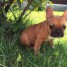 donne-chiot-bouledogue-francais-femelle-tres-propre