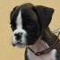 chiot-boxer-contre-tous-bon-soin