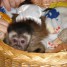 adorable-bebe-primates-pret-pour-noel
