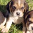 chiots-beagle-contre-bon-soin-sans-regret