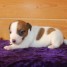 jack-russell-terrier-contre-bon-entretient