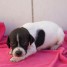 chiot-pointer-contre-amour-humain