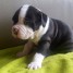 chiots-american-bully-pocket-extreme