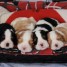 magnifiques-bebes-type-cavalier-king-charles
