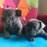 donne-magnigique-chiots-bouledogue-francais-bleu