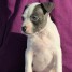 french-touch-edition-chiots-amstaff
