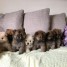 superbe-chiots-chow-chow-lof