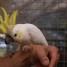 perroquet-petit-cacatoes-huppe-jaune