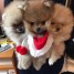 spitz-pomeranian-nain-and-teacup-type-boo