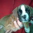 chiot-boxer-male-a-donner
