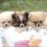 chiots-spitz-nain-pomeranien