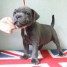 chiots-staffordshire-bull-terrier