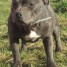chiots-staffordshire-bull-terrier