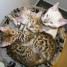 sublimes-chatons-bengal-loof
