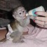 extraordinaires-jeunes-singes-capucins-pure-race-email-munelle-vlaubile02-gmail-com