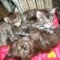 superbes-chatons-maine-coon-loof-livraison-possible