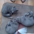 rest-5-cinq-chatons-chartreux-a-adopter