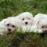 tres-adorable-chiots-pure-bichon-maltais-pour-adoption