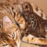 superbes-chatons-bengal-pure-race-a-placer