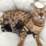 superbes-chatons-bengal-a-reserver
