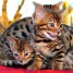 tres-mignons-chatons-bengal-pure-race