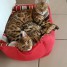 chatons-males-et-femelle-bengal-pedigre