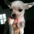 chiot-femelle-type-chihuahua-lof
