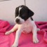 chiot-pointer-contre-amour-humain
