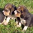 chiots-beagle-contre-bon-soin-sans-regret