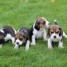 chiots-beagle-a-totalement-contre-bon-soin