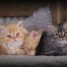 une-magnifique-portee-de-5-chaton-persan