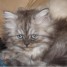magnifiques-chaton-persan-avec-pedigree
