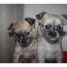 chiots-chihuahua-merle-disponible
