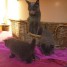 males-et-2-femelles-chartreux-loof