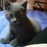 magnifiques-chatons-chartreux-pour-adoption