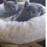 chatons-type-british-shorthair-a-adopter