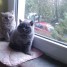 magnifiques-chatons-british-shorthair-pour-compagnie