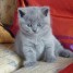 a-reserver-magnifiques-chatons-british-shorthair